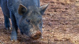 Pennsylvania police and Lancaster Farm Sanctuary team up to capture potbelly pig on the run
