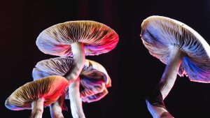 Minneapolis mayor decriminalizes psychedelics for personal use, citing mental health benefits