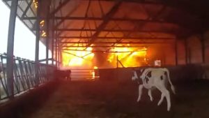 Wisconsin police officer rescues three cows from devastating barn fire