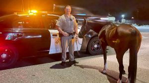 California Highway Patrol arrests man on horseback for DUI
