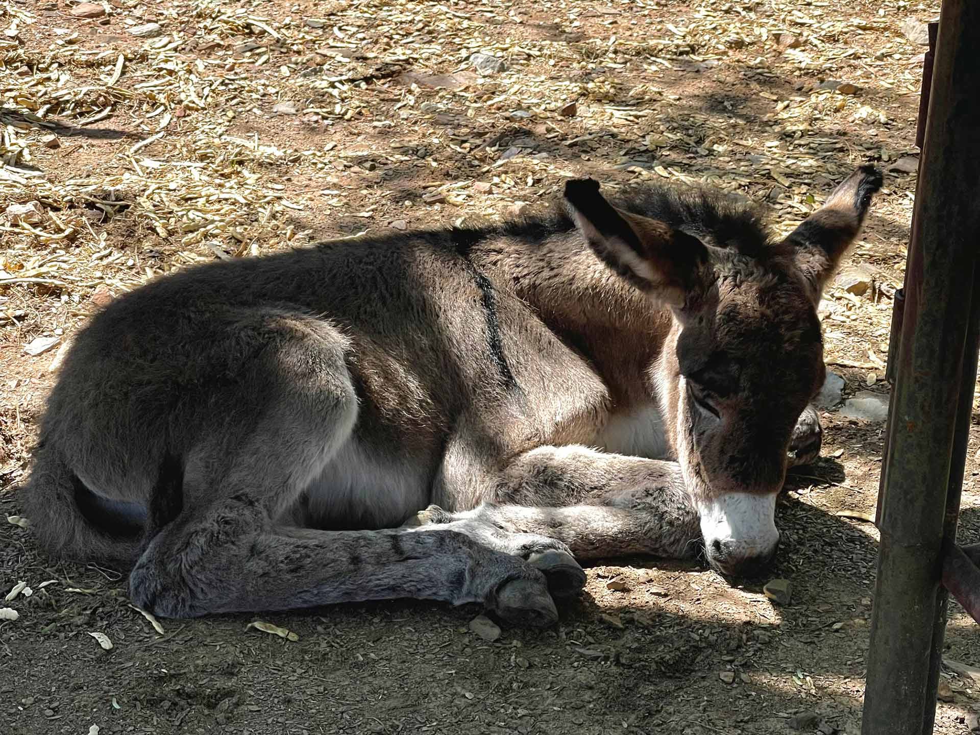 heartwarming-animal-rescue-arizona-dps-trooper-saves-day-old-burro-orphaned-on-highway-3