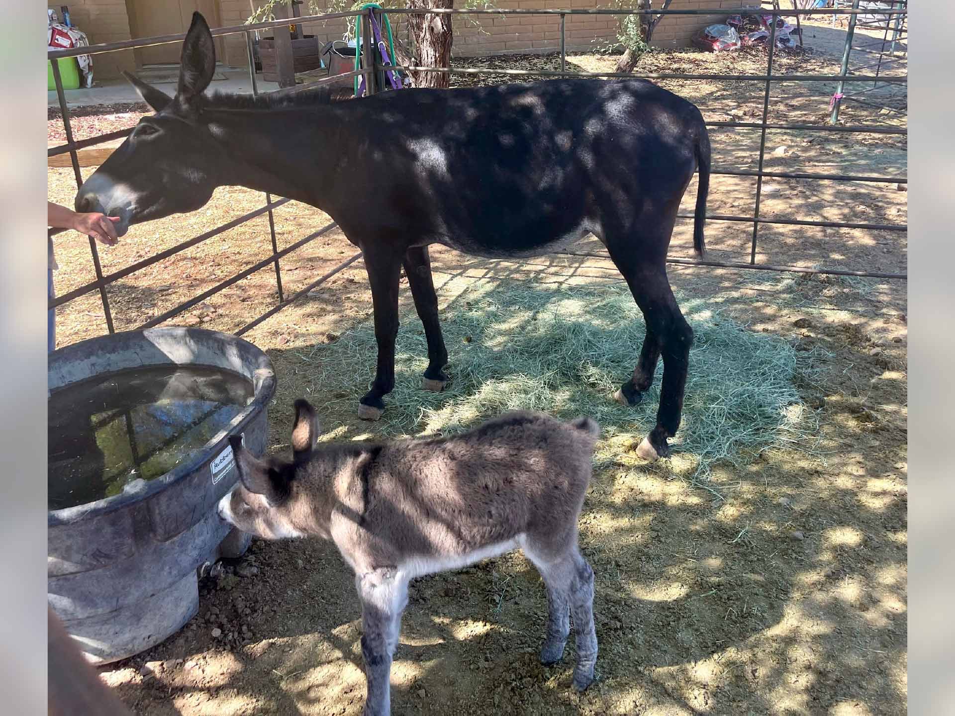 heartwarming-animal-rescue-arizona-dps-trooper-saves-day-old-burro-orphaned-on-highway-5