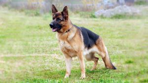 K-9 cowboy: German shepherd helps round up 30 escaped goats in New York