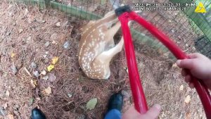 Georgia police officer rescues distressed fawn stuck in fence