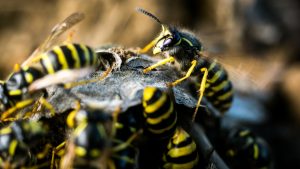 Wasp swarm interrupts Seattle police chase, stinging officers and suspect