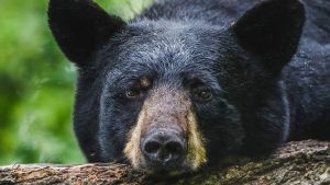 Massachusetts community steps in to protect black bear “Pumpkin” from facing euthanasia after livestock incidents