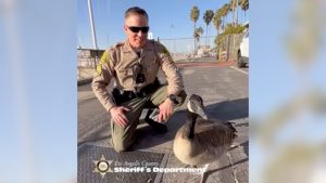 Meet Sergeant Hank, the Canadian goose boosting morale at an L.A. Sheriff’s station