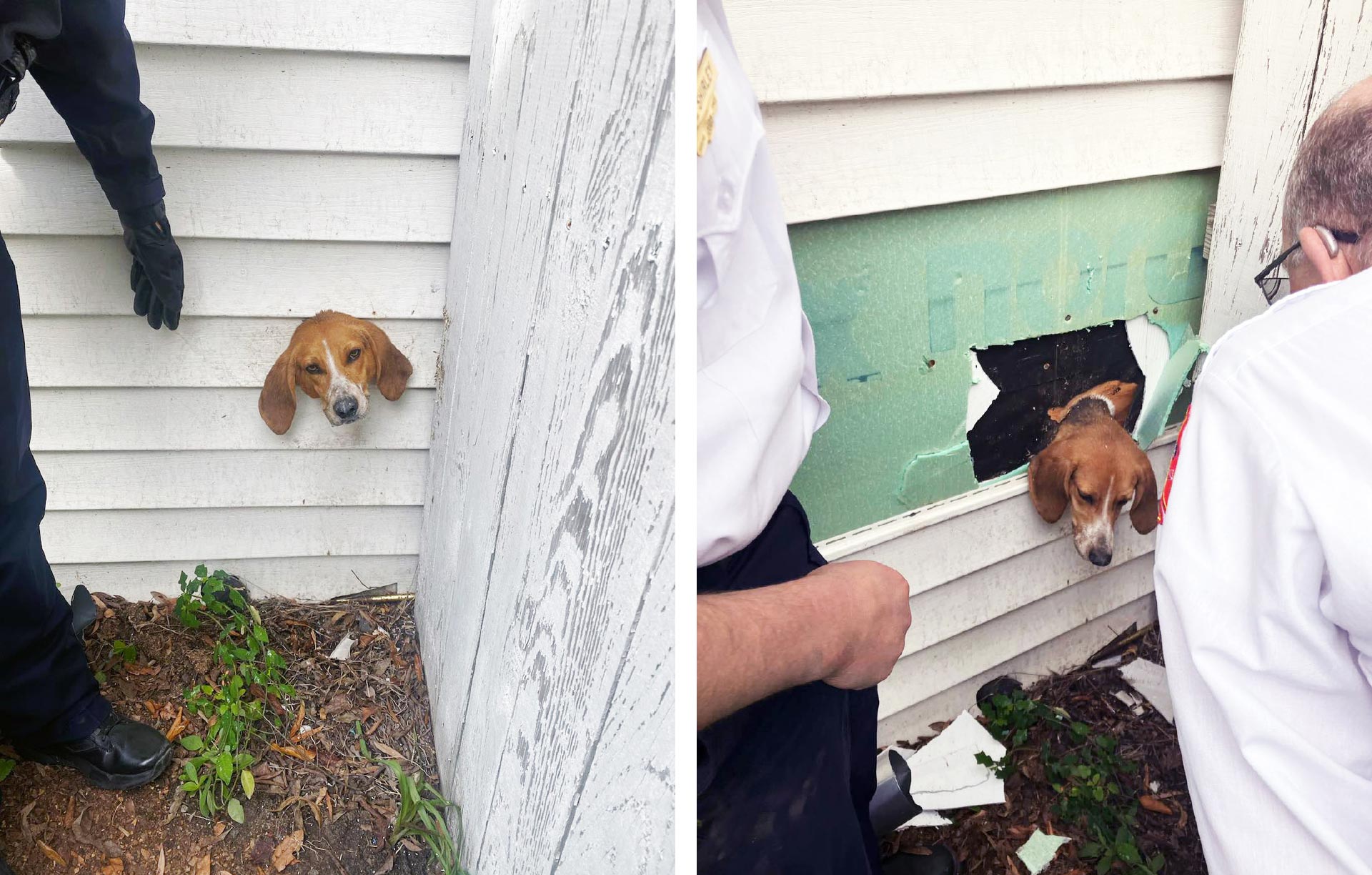 south-carolina-police-rescue-mischievous-pup-after-he-got-stuck-in-dryer-vent-2