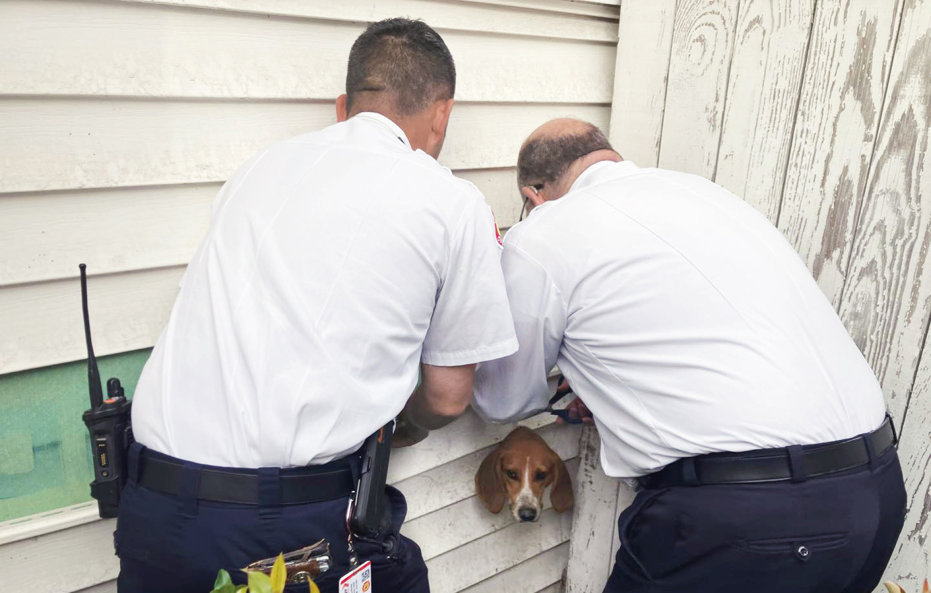 south-carolina-police-rescue-mischievous-pup-after-he-got-stuck-in-dryer-vent-3