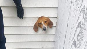 South Carolina police rescue mischievous pup after he got stuck in dryer vent