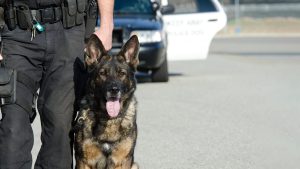 Ohio K-9 reunited with former handler who fought city for ownership