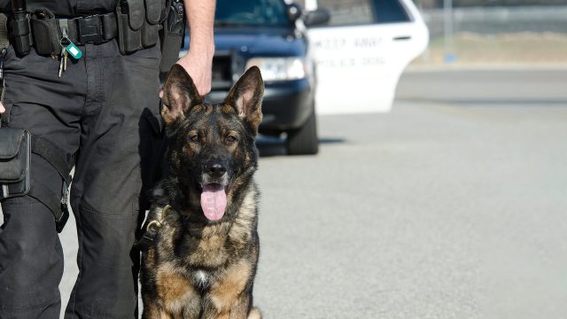 https://files.apbweb.com/wp-content/uploads/2024/01/k9-police-officer-partner-dog-belgian-shepherd-k-9-canine-640x360.jpg