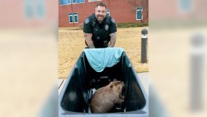 “Things you do not want under your tree this Christmas”: Tennessee police come to the rescue as runaway beaver surprises hospital