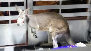 Escaped kangaroo hops into Florida apartment complex
