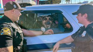 Three German shepherds take over stranger’s car, get free ride from Florida police
