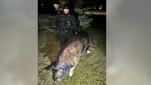 “Typical county call”: Wisconsin deputies assist in return of lost pig named Kevin Bacon