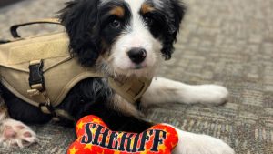 Douglas County Sheriff’s Office welcomes a K-9 Officer Bernedoodle Leo to serve the senior community