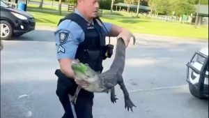 See you later, alligator: Georgia officers “arrest” alligator in homeowner’s driveway