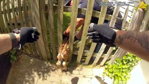 Oh, deer! New Jersey police officers free fawn stuck in fence